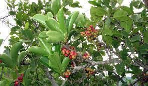 Image result for Embelia schimperi