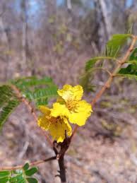 Image result for Bussea xylocarpa