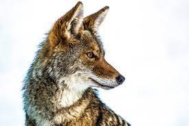 The Howling: Why You're Hearing Coyotes This Month