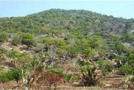 Image result for Combretum