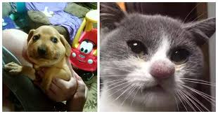 Whether you're allergic or not, it's a good idea to know how to treat bee or wasp stings. 75 Pets Who Messed With The Wrong Bees