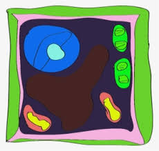 The diagram, like the one above, will include labels of the major parts of an animal cell including the cell membrane, nucleus, ribosomes, mitochondria, vesicles, and cytosol. Animal Cell Diagram Without Labels Animal Cell Diagram Numbered Hd Png Download Kindpng
