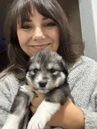 American Staffordshire Terrier and Great Pyrenees mix dogs for adoption