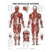 Copy Of Muscular System Lessons Tes Teach