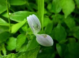 Image result for Hypoestes triflora