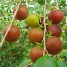 Image result for Dovyalis sp. A