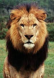 Lion Face Google Search Lion Face Male Lion Wild Lion