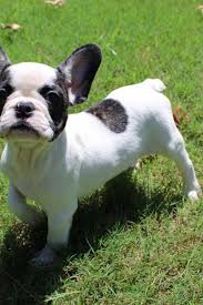 Next, your french bulldog puppy will make its final visit to a houston veterinarian for a health certification. 10 Bulldogs Worth 60k Stolen In Ohio Recovered In Michigan