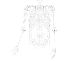 You don't need to be an artist, its. How To Draw A Skeleton Step By Step
