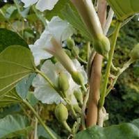 Image result for Ipomoea albivenia