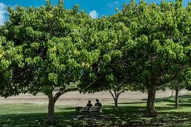 Image result for Thespesia populneoides