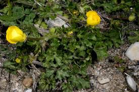 Image result for Ranunculus multifidus