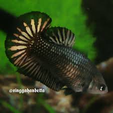 Black samurai betta fry at 5 week old. Black Gold Samurai Female Black Gold Samurai Fish Pet