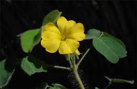 Image result for Oxalis purpurascens