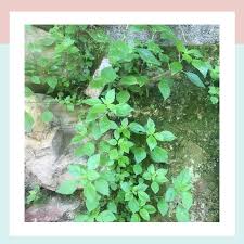 Image result for Parietaria