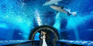 Maybe you would like to learn more about one of these? Newport Aquarium Venue Newport Get Your Price Estimate