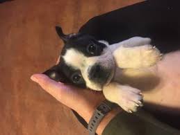 Puppy Growth Chart Vinicius Boston Terrier Male