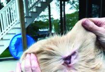 When the cat scratches or shakes it's head it eventually causes a. Treatment For Your Dog S Ear Hematomas Whole Dog Journal
