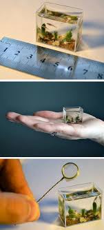 Pin Auf Fish Tank Ideas