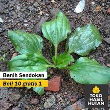 Phyllanthus niruri dapat membantu memecah atau mengurangi ukuran batu yang terbentuk di saluran kemih dan ginjal. Daun Sendokan Segar 200 Gram Daun Ki Urut Toko Hasil Hutan Shopee Indonesia