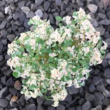 Image result for Pilea microphylla