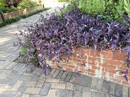 Image result for Tradescantia pallida