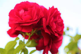 Hd wallpaper rose red flower plant love beauty nature. Wallpaper Hd Nature Flower Rose Love Download Girls Dp