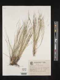 Image result for Aristida diminuta
