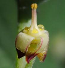 Image result for Cyphostemma glandulosissimum