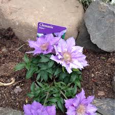Cut back all stems in late winter or early spring, to just above ground level. Clematis Bijou Clematis Bijou In Gardentags Plant Encyclopedia