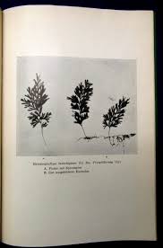 Image result for Hymenophyllum tunbridgense