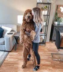 Goldendoodles are hypoallergenic designer dogs bred by crossing golden retrievers and poodles. Which Goldendoodle Size Mini Medium Standard We Love Doodles