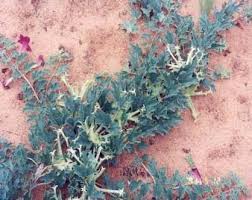 Image result for Hypoxis parvifolia