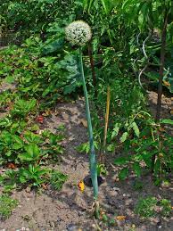 Cepa is a global, economic and financial policy consulting business. Allium Cepa Wikispecies