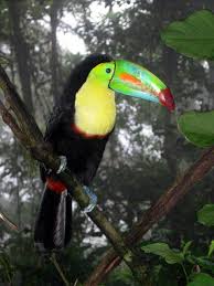 Pin On Costa Rican Paradise