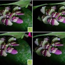 Image result for Satyrium trinerve