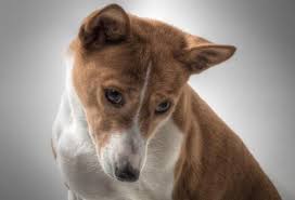Epingle Par Sierra Schrader Sur Lps Urine De Chien Pipi De Chien Et Chien