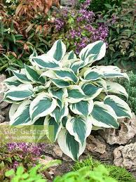 Check out our plantain lily selection for the very best in unique or custom, handmade pieces from our cooking utensils & gadgets shops. Hosta Firn Line Stock Photo By Nova Photo Graphik Image 0720087