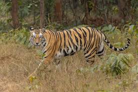 Bengal tiger - Wikipedia