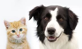 The average cost of preventing oral disease in pet dogs and cats is approximately five times less expensive than treatment for these it behooves pet owners to pay close attention to the oral health of their pets. Pet Dental Package Seven Hills Pet Hospital Groupon