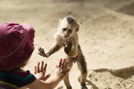 Should We Close The Zoos The Rift