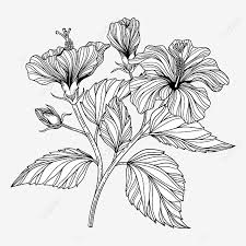 Gambar lukisan sepatu hitam putih contoh gambar lukisan langsung ke konten utama. Gambar Cabang Bunga Kembang Sepatu Yang Digambar Tangan Dan Ilustrasi Daun Dengan Seni Garis Clipart Bunga Kembang Sepatu Bunga Floral Png Dan Vektor Dengan Latar Belakang Transparan Untuk Unduh Gratis
