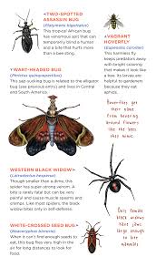 Hello select your address all. Creepy Crawly Tattoo Bugs Storey Publishing