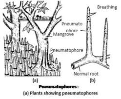 They are little holes that allow gas exchange through bark. Pneumatophores Lenticels