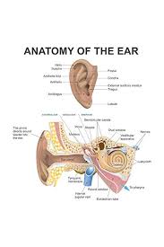 Anatomy Of The Human Ear Diagram Chart Mural Giant Poster 36x54 Inch