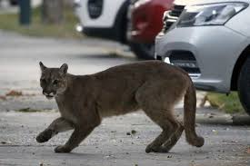 Native to the americas, its range spans from the canadian yukon to the southern andes in south america and is the most widespread. What To Do If A Cougar Chases You Like That Utah Runner