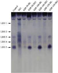 Agarose Gel Electrophoretic Separation Of Serum Ldh Isoenzymes Rats Download Scientific Diagram