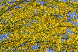 Check spelling or type a new query. Paloverde Portraits Of Wildflowers