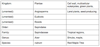 red maple tree classification chart sutori