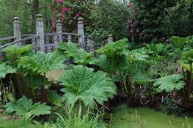 Image result for Gunnera